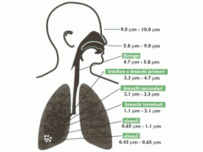 Apparato respiratorio