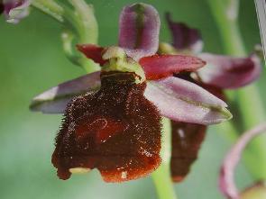 Fiore di orchidea del Monte Brione